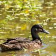 Canard colvert